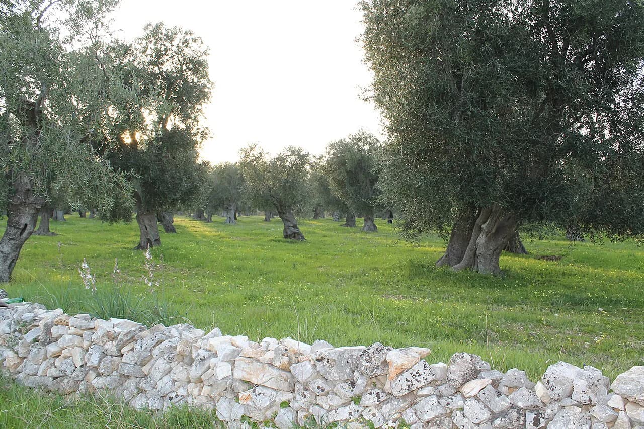 Luxury Hotels in Puglia: Exact Rooms and Facilities