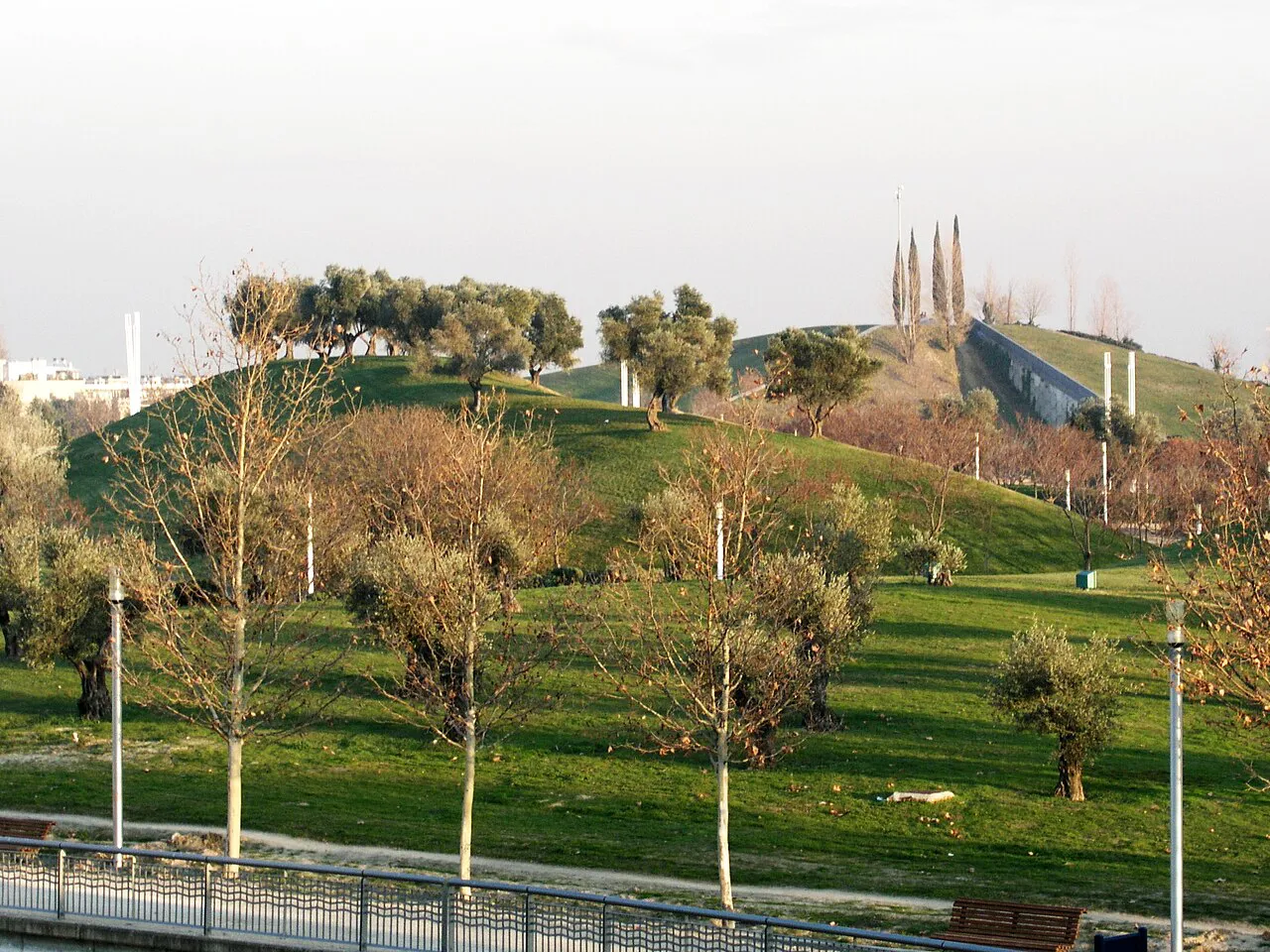 Grassy hills and young olive trees in Parque Juan Carlos I in northeast Madrid