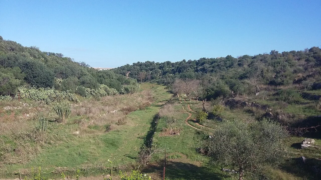 Green scrub and olive trees in the Lama Balice ravine at Bari Palese under a clear sky