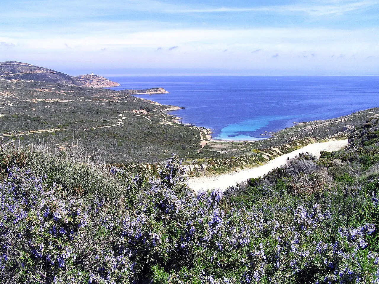 Flowering rosemary above the white sand of Plage de l’Alga on the Revellata coast near Calvi