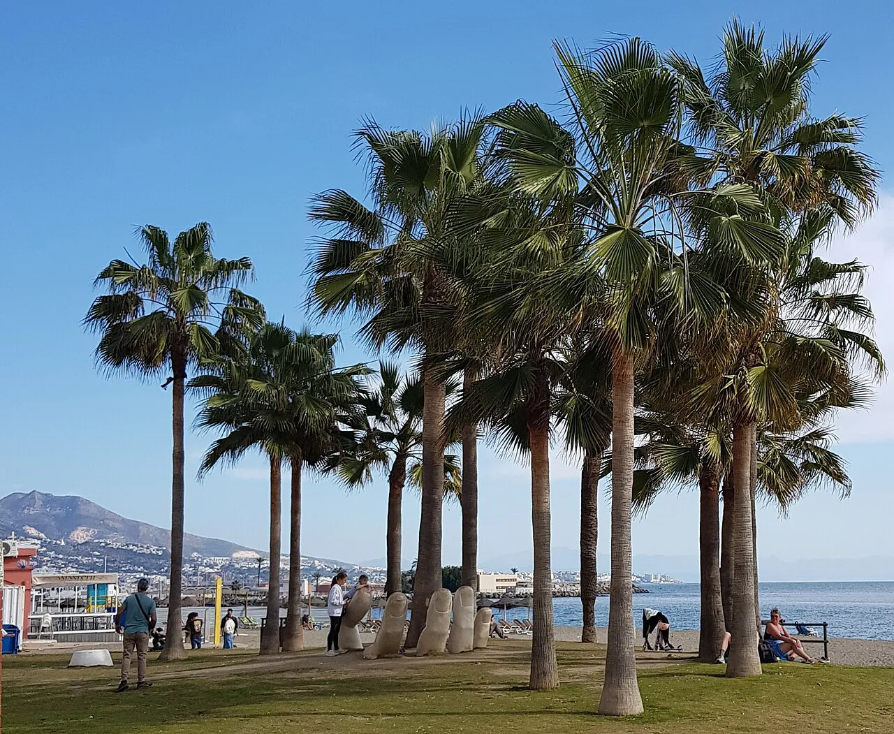 Cluster of palm trees on a lawn beside the Paseo Marítimo seafront in Fuengirola on a sunny day