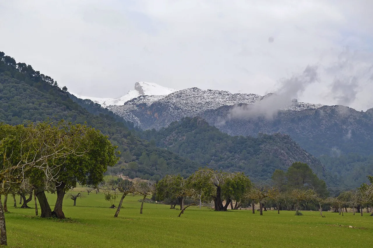 Olive trees and green fields near Campanet below the snow-dusted Serra de Tramuntana