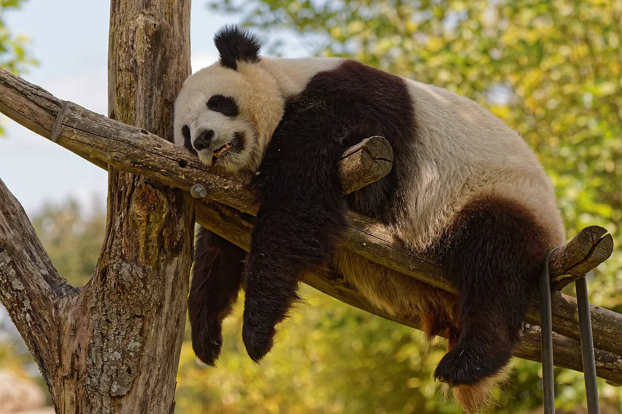 A giant panda resting draped over a wooden branch at the ZooParc de Beauval, Saint-Aignan, Loire Valley