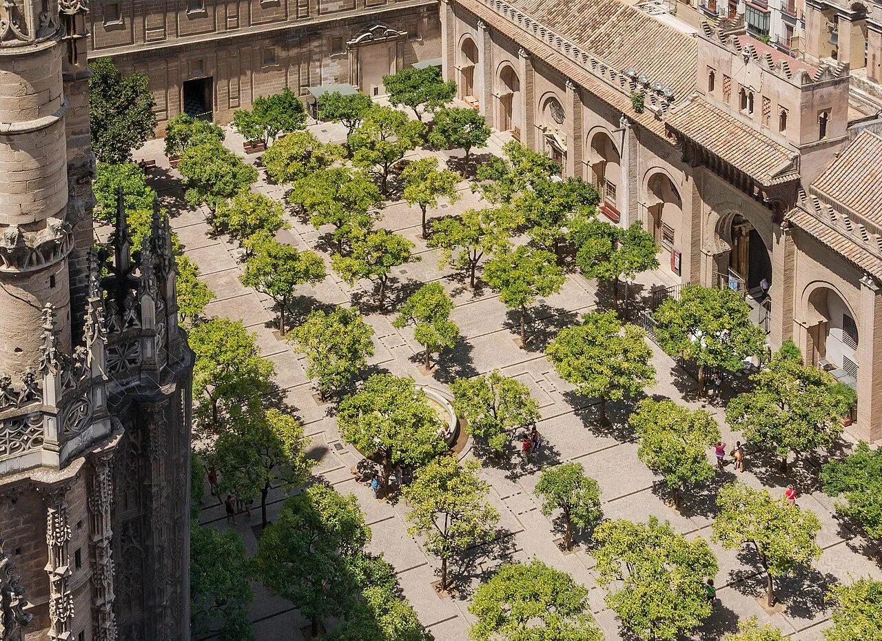 Rows of orange trees in the Patio de los Naranjos of Seville Cathedral, seen from above