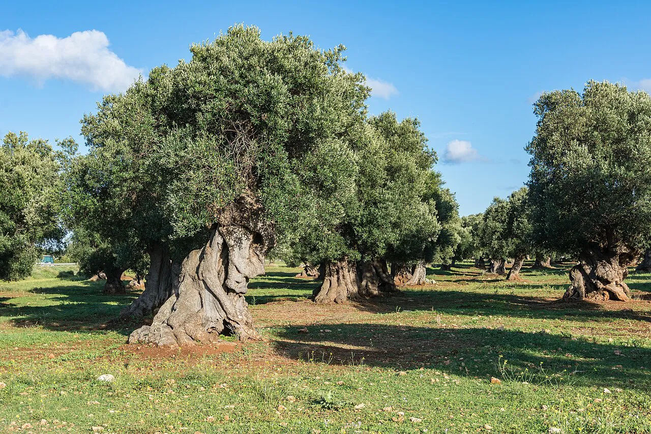 Centuries-old gnarled olive trees on green grass in the countryside near Ostuni