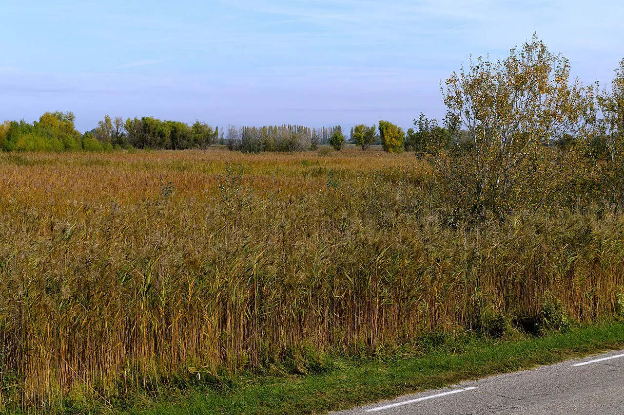Golden reed beds and trees beside a quiet road in the Camargue regional nature park