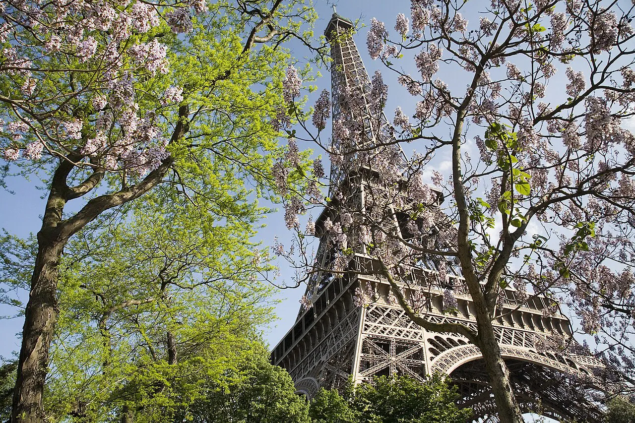 The Eiffel Tower framed by blossoming spring trees in Paris