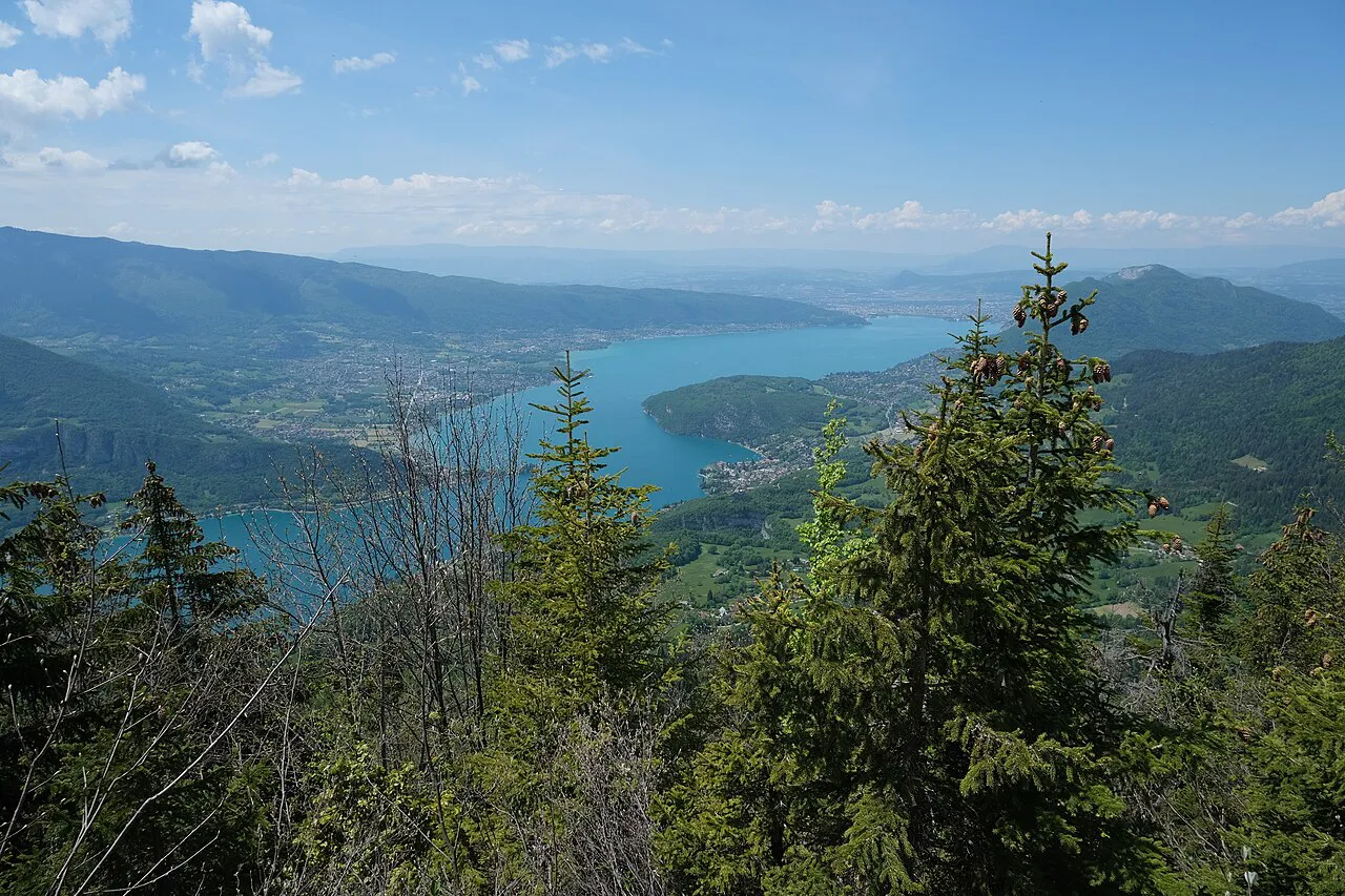 Lake Annecy seen from the forested slopes above Talloires, with fir trees in the foreground