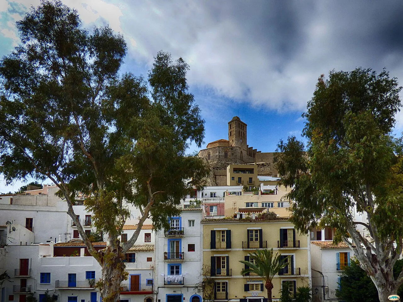 Old town houses of Ibiza framed by eucalyptus trees, with the Dalt Vila cathedral tower above
