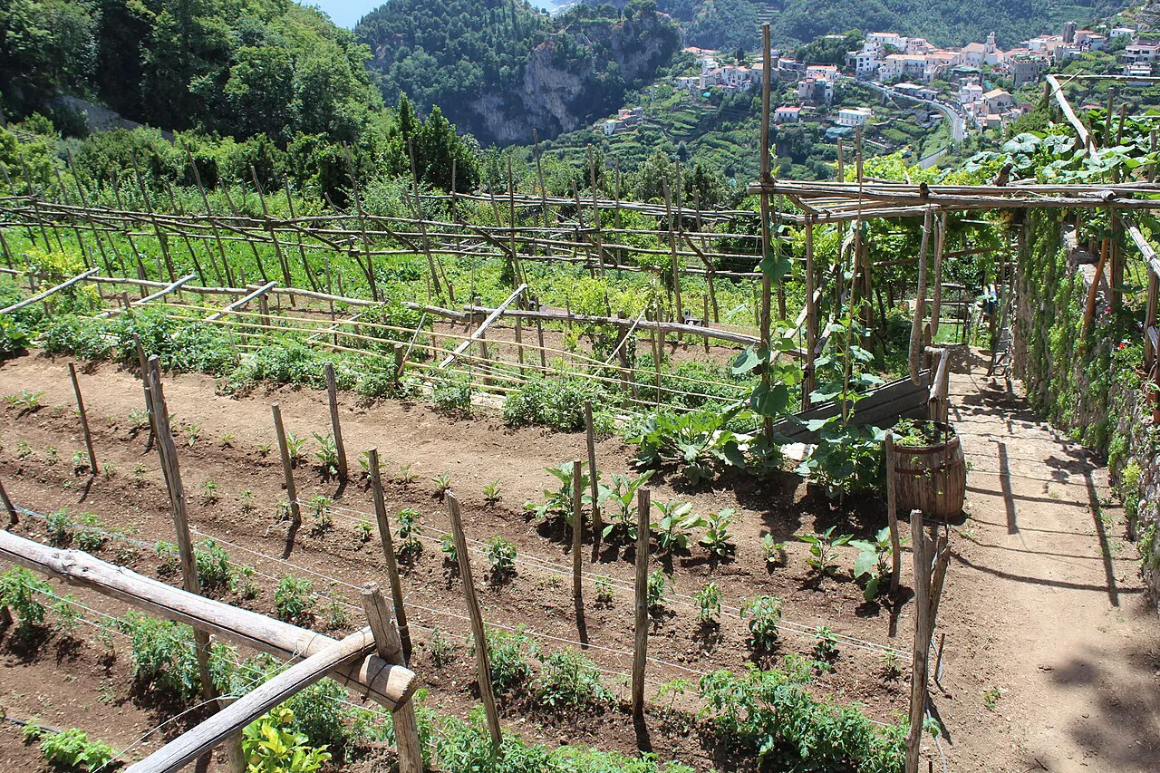 Terraced vegetable plots on a Ravello hillside with village houses on the slope beyond