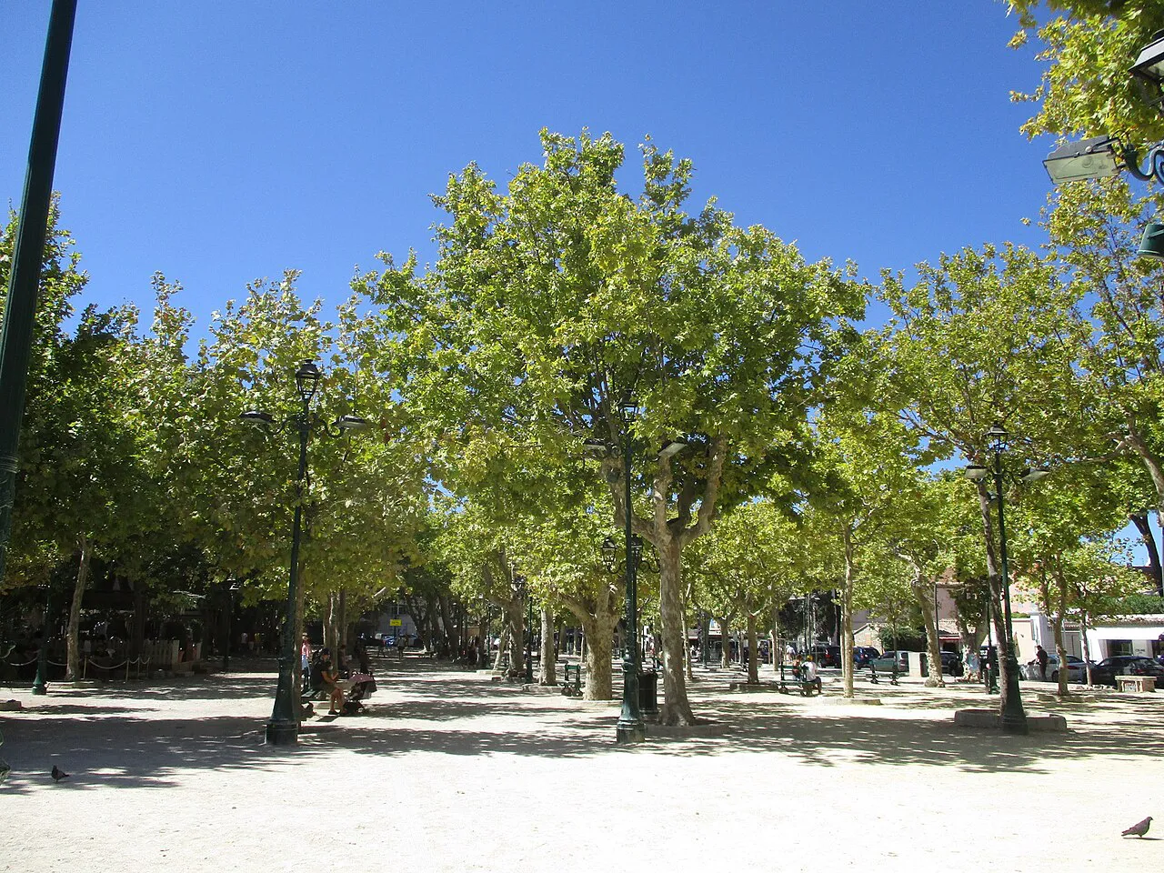 Shaded gravel square under rows of plane trees at Place des Lices in Saint-Tropez