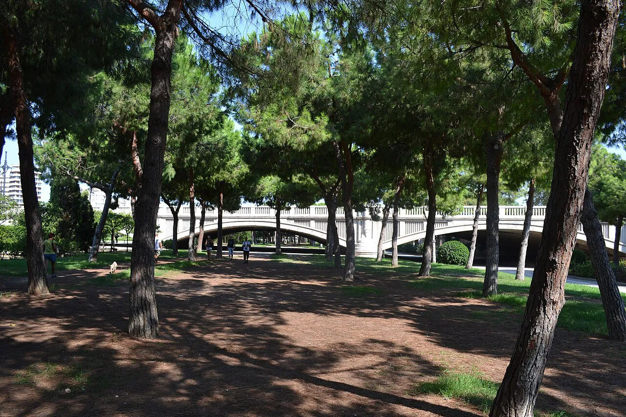 Shady pine grove in Valencia's Turia Garden with a stone bridge over the old riverbed behind